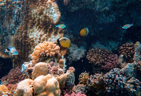 Arrecifes de coral uno de los ecosistemas más afectados por la