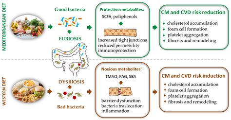 Gut Microbiota And Sex Hormones Encyclopedia Mdpi