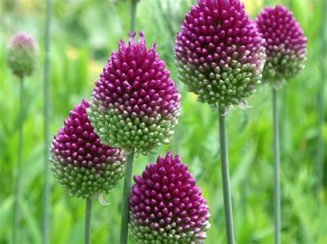 Drumstick Allium Care How To Plant Drumstick Allium Bulbs