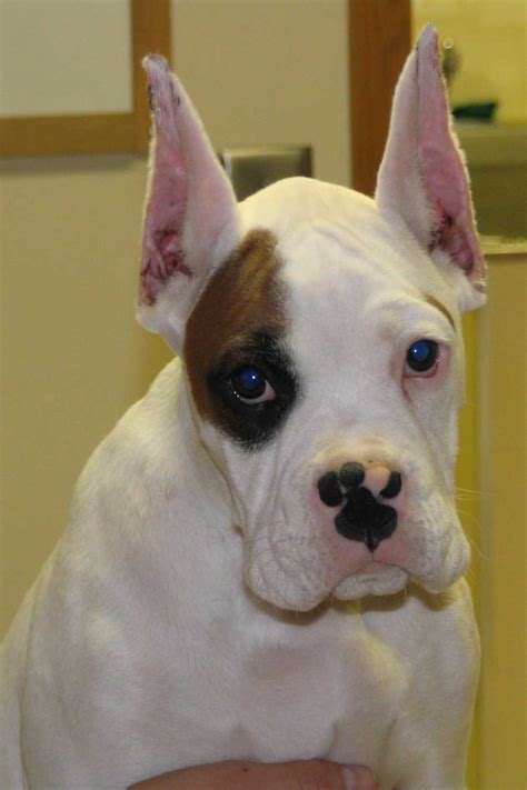 Boxer Dog Cropped Ears