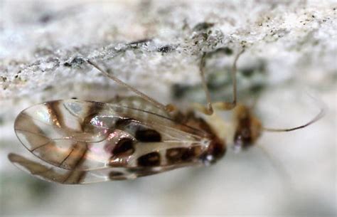 Barklouse Graphopsocus Cruciatus Bugguide Net