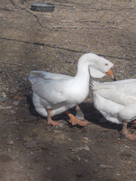 White African Geese Pictures Backyard Chickens Learn How To Raise