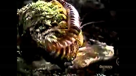 Centipeded Dubstep Video Centipede Vs Tarantula YouTube