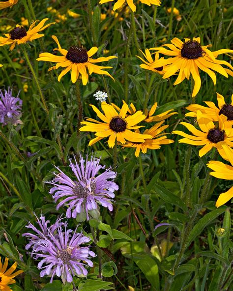 Photography Roadside Wildflowers