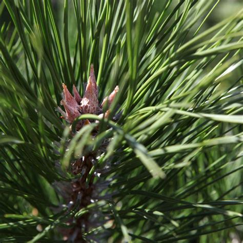 Pinus nigra nigra Pin noir d Autriche grand conifère à croissance rapide