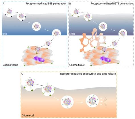 Pharmaceutics Free Full Text Drug Nanocrystals For Active Tumor Targeted Drug Delivery