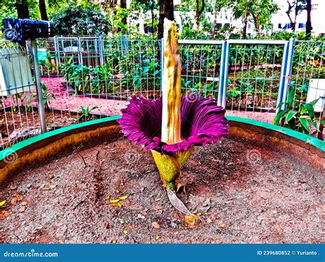 The Beauty of the Elegant Flower of Amorphophallus Titanum Stock Photo ...