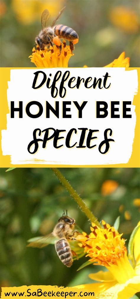 Different-honey-bee-species - SA BeeKeeper