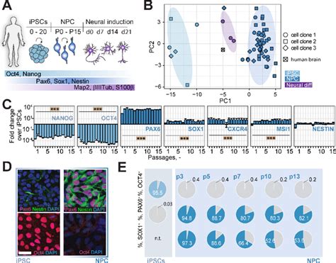 Generation And Characterization Of Ipsc Derived Npcs A Schematic