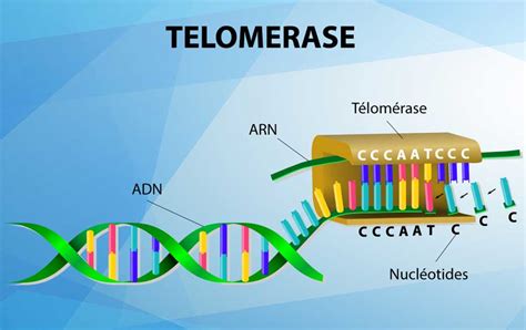 Télomérase - Nutrixeal Info