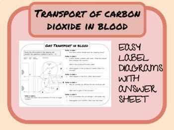 Transport Of Carbon Dioxide In Blood And The Chloride Shift Worksheet