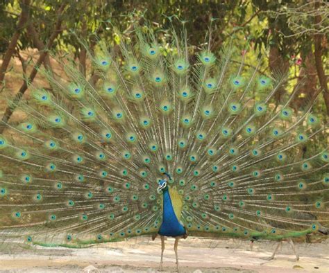 Where Do Peacocks Live Naturally