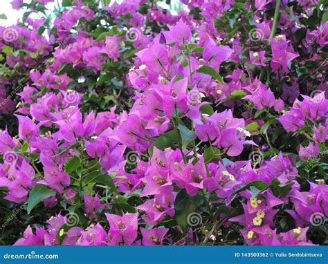 Blooming Bougainvillea Flowers Background Bright Pink Magenta