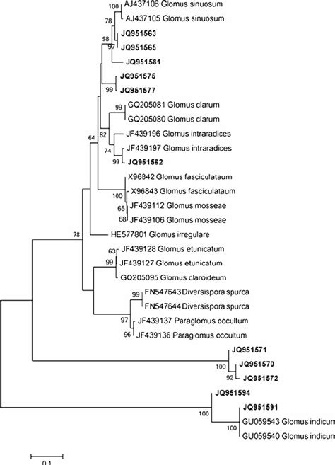 Neighbour Joining Phylogram Showing The Placement Of The ITS RDNA AMF