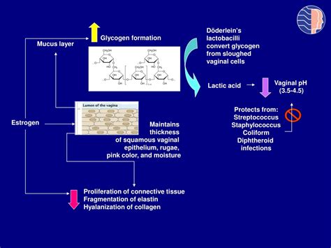 PPT Postmenopausal Vaginal Atrophy PowerPoint Presentation Free