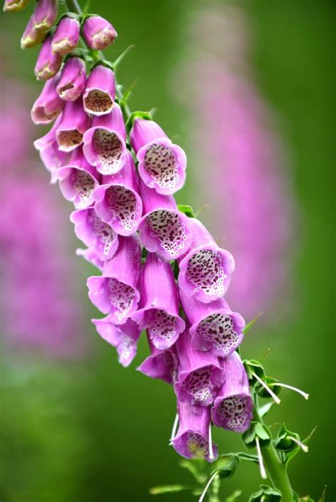 Foxglove Close Up Stock Photo Image Of Environment 121558756