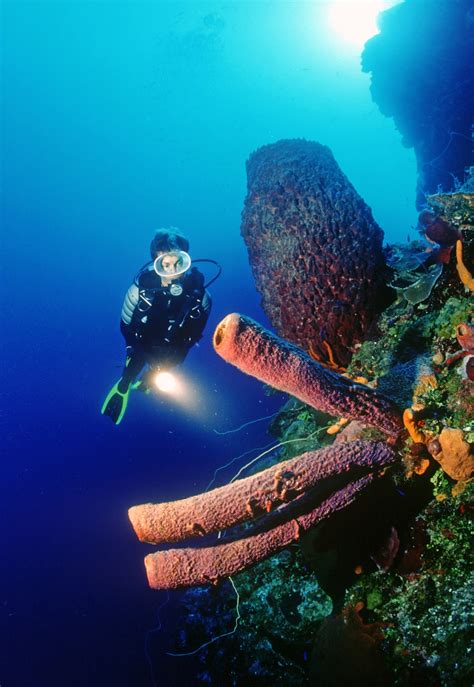 Karibik Kuba Tauchen Unterwasser Schatzinsel Colony12 Nautilus