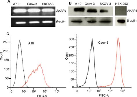 Figure From Role Of A Kinase Anchor Protein Akap In Growth And