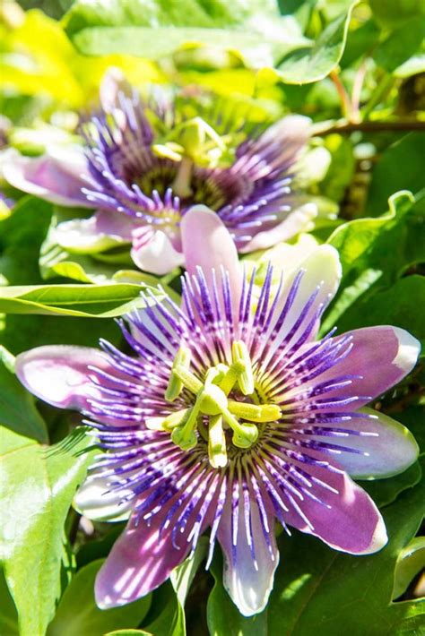 How To Grow And Care For Passionflowers Gardeners Path