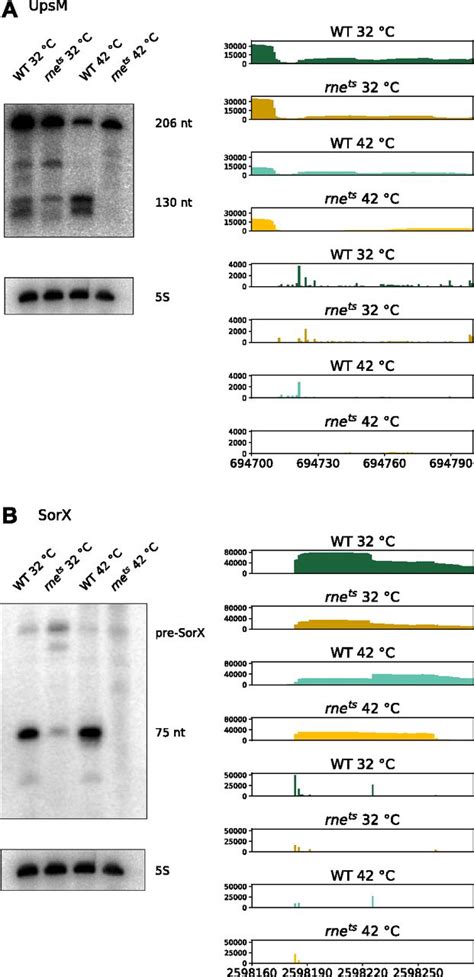 Rnase E Cleavage Shapes The Transcriptome Of Rhodobacter Sphaeroides