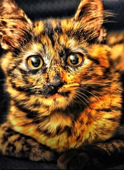 Orange And Black Cat Bearcat Pride Pinterest