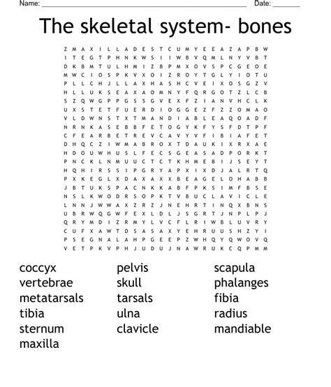 The Skeletal System Bones Word Search WordMint