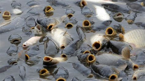 Hitze In Deutschland So Schnell Sterben Fische Eigentlich Nicht