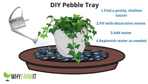 Pebble Tray for Plants: Why They Work & How To Make One