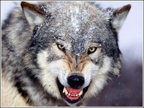 Snarling Gray Wolf – davidnorman.org