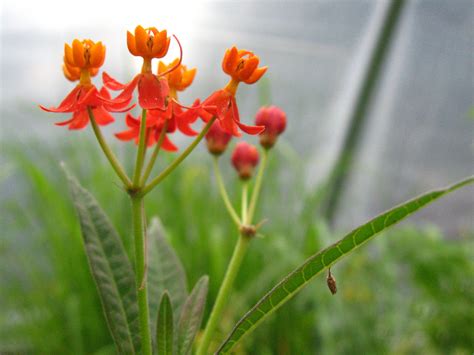 Pin On Garden To Research