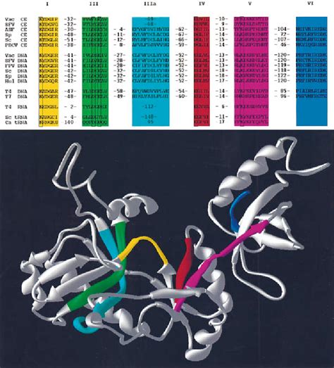 Figure From Crystal Structure Of An Atp Dependent Dna Ligase From