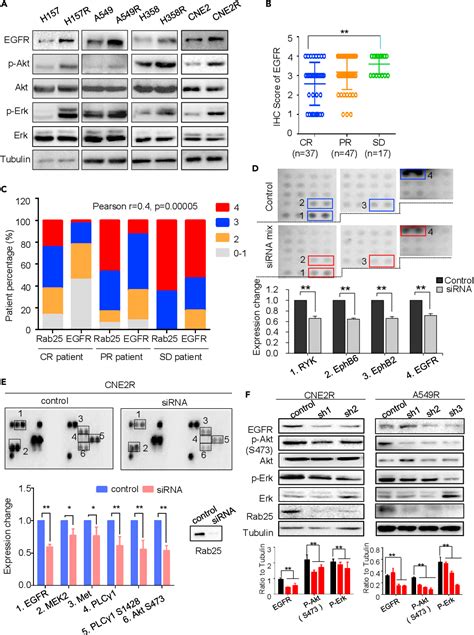 Figure From Rab Mediated Egfr Recycling Causes Tumor Acquired