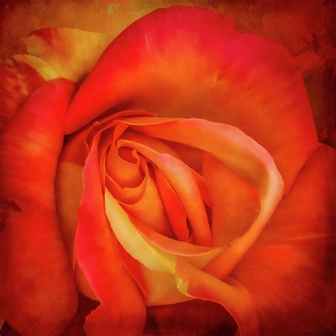 Red Rose Digital Art By Rosa Perry Fine Art America