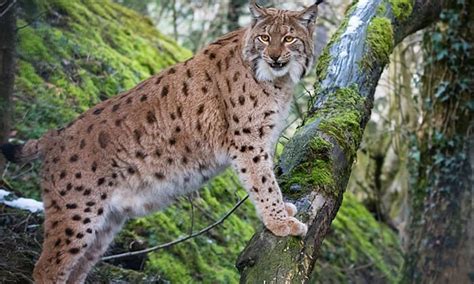 Bobcat Size Comparison: How Big Are Bobcats?