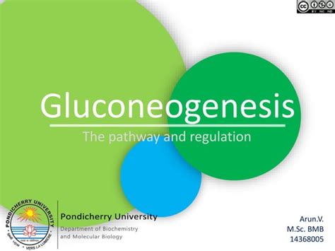 Gluconeogenesis - The Pathway and Regulation | PPT