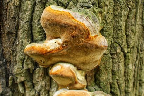 primer plano de hongos silvestres que crecen en el tronco de un árbol