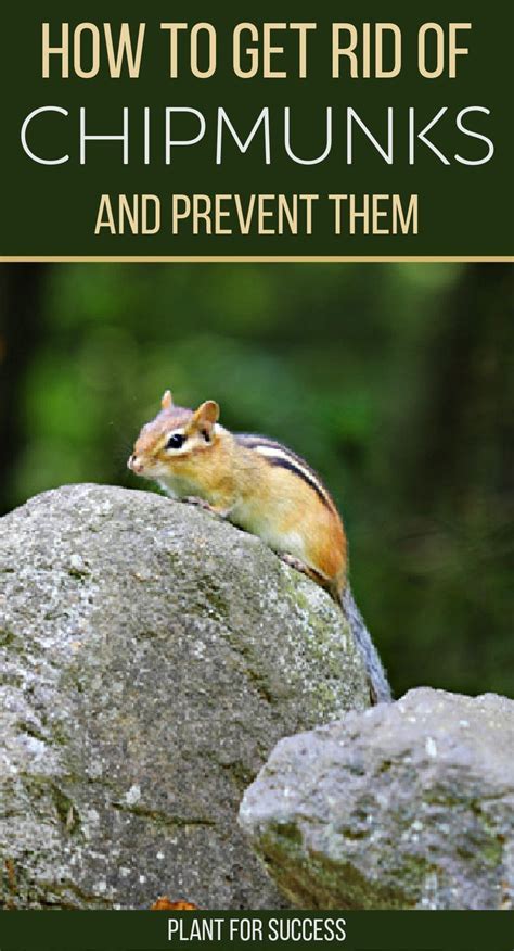 You Can Get Rid Of And Prevent Chipmunks In Your Garden And Landscape