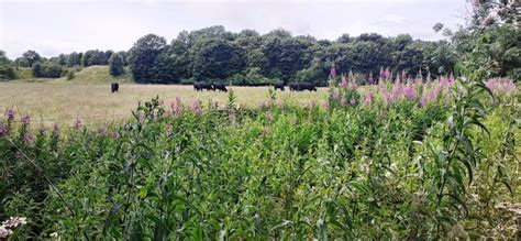 Cows In Field On Sw Side Of Rural Road Roger Templeman Cc By Sa