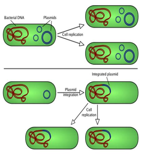 Viral Pathogenesis (Process By Which A Disease Or Disorder Develops ...