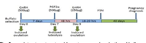 Figure 1 From Synchronization Of Estrus Using Ovsynch Protocol And