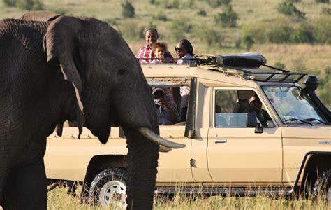 Experience Luxury Amidst The Wild Masai Mara Safari Packages Royal