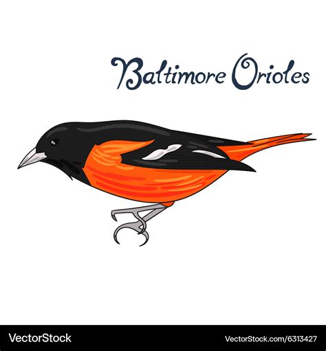 Bird baltimore orioles Royalty Free Vector Image