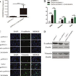 CHCHD4P4 Overexpression HK 2 Cells Were Incubated With PcDNA3 1