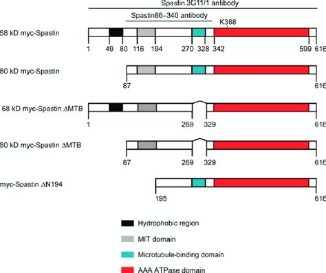 Schematic Diagram Of Spastin S Domain Structure And Constructs Used