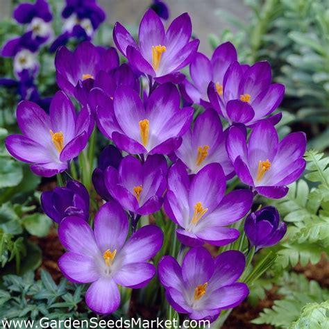 Crocus Ruby Giant Groot Pakket Stuks Garden Seeds Market