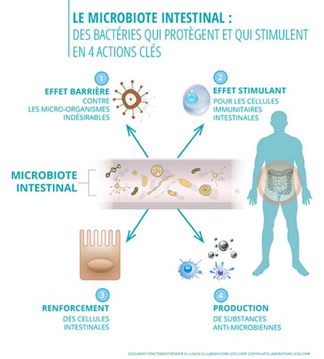 Microbiote Intestinal Un Acteur Cl De Votre Sant