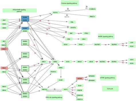 Erbb Signaling Pathway From Keggogata Et Al 1999 Genes With