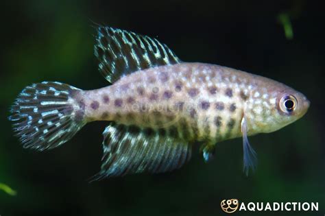 Featherfin Pearlfish - Simpsonichthys constanciae Fish Profile & Care Guide