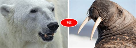 Walrus Vs Polar Bear Fight Comparison Who Will Win