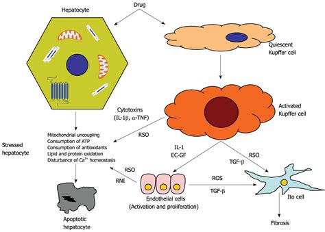 Biochemical Mechanisms In Drug Induced Liver Injury Certainties And Doubts